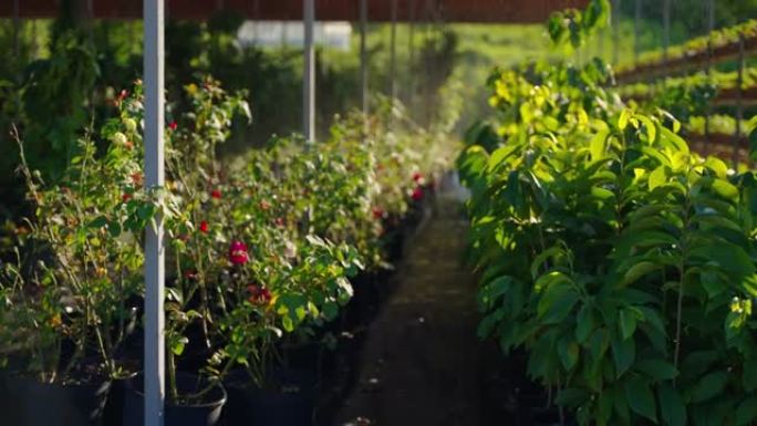 现代温室中的自动灌溉，浇花和浆果植物