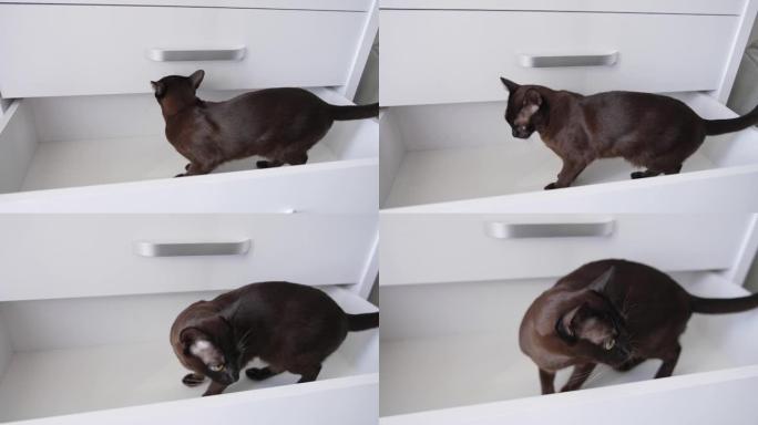 家猫站在箱子的空抽屉里。凯蒂探索这件家具。特写。