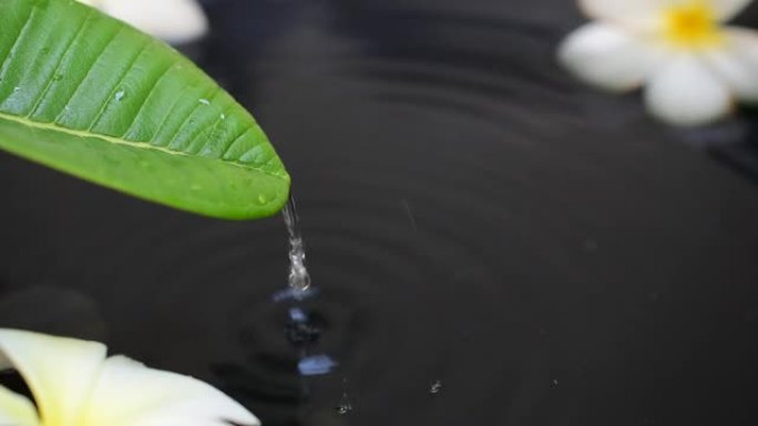 叶子上流动的水滴深黑色水背景