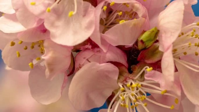 杏花花朵开花并在蓝色背景上生长的4k延迟。杏李盛开的花。杏花枝开花9:16比的时间推移。