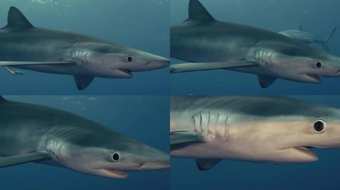 在亚速尔群岛的鲨鱼潜水冒险中，单只蓝鲨在潜水员附近游泳