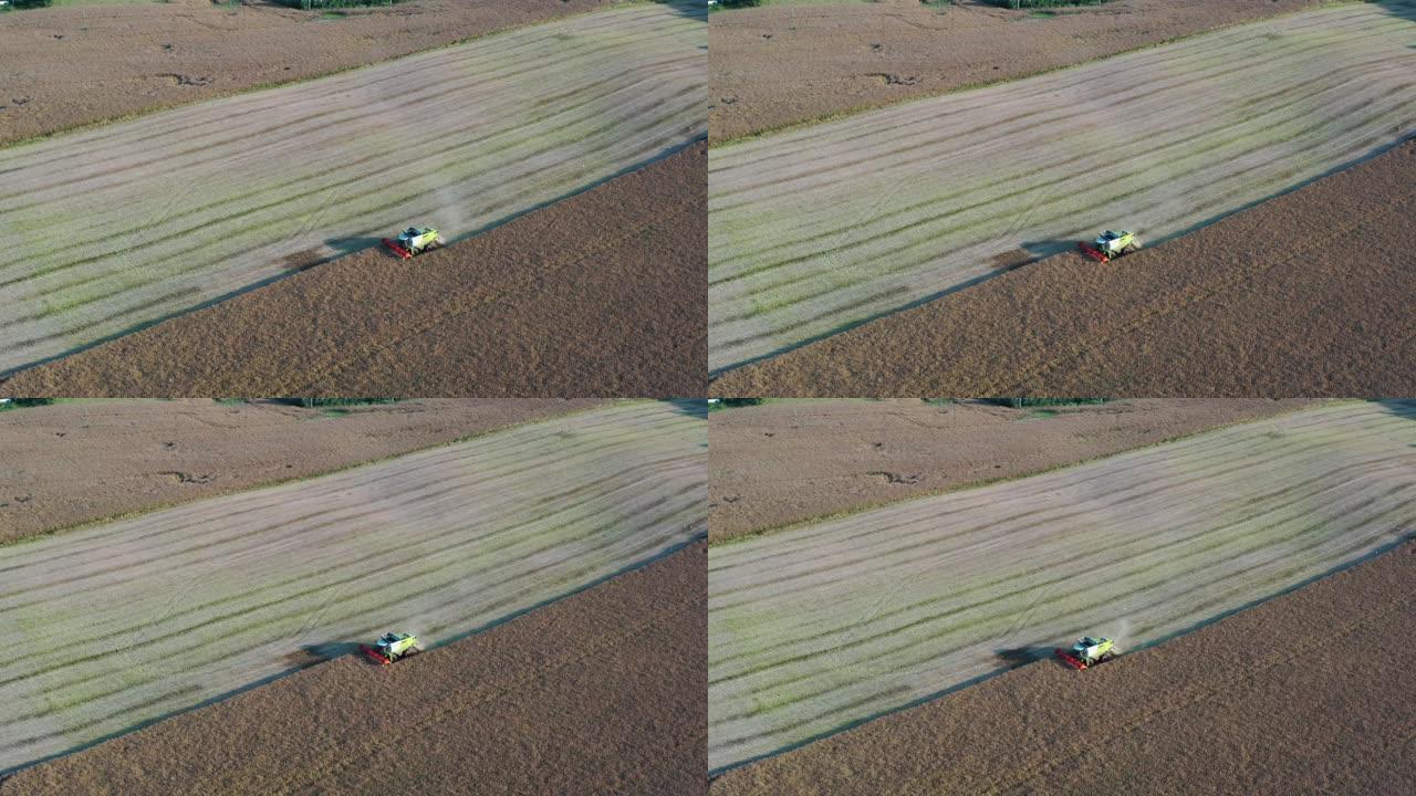 联合收割机收割油菜籽田，空中