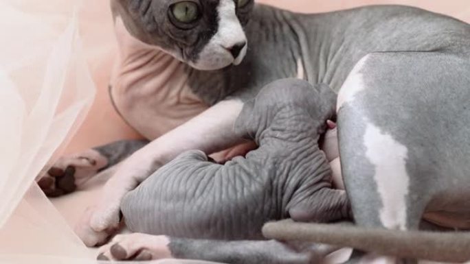 母亲加拿大Sphynx猫与新生小猫乳汁。妈妈猫撒谎，母乳喂养小猫