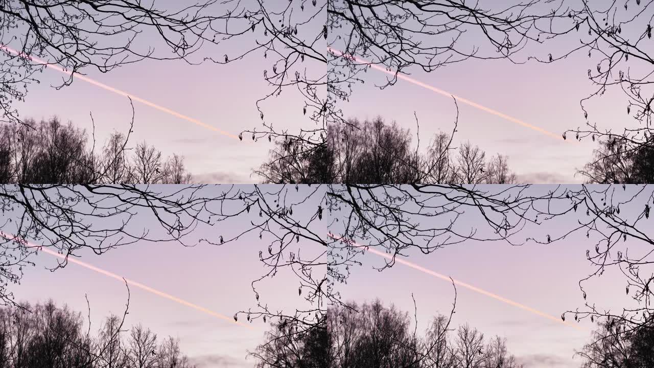 天空中的一架飞机在日落时粉红色的天空上留下了印记，透过树枝可以看到
