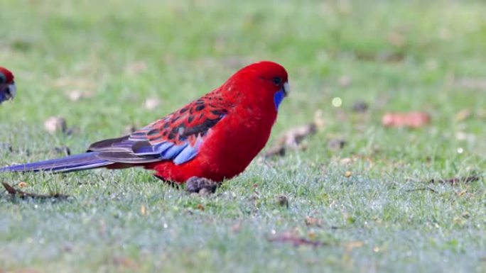 深红色的罗塞拉 (rosella) 在一个阳光明媚的早晨在公园里在地面上觅食