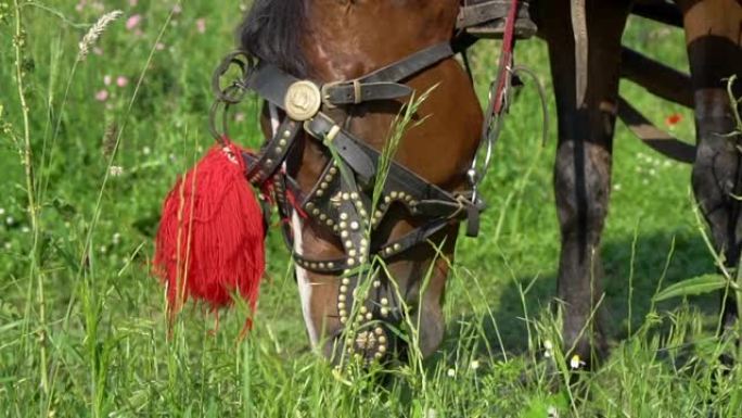 在绿草场上放牧的一匹棕色马的特写镜头