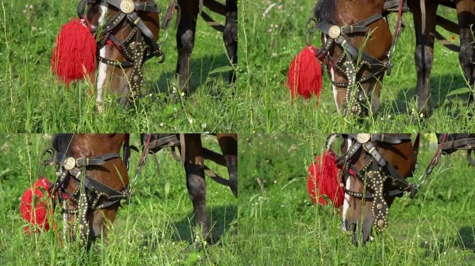 在绿草场上放牧的一匹棕色马的特写镜头