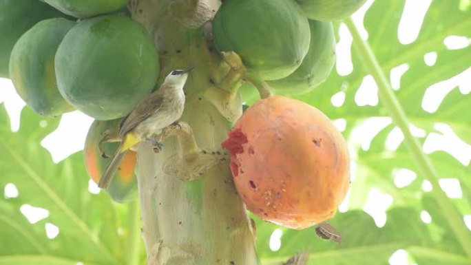 条纹耳bull (Pycnonotus blanfordi) 在木瓜树上吃完全成熟的木瓜，接近腐烂的