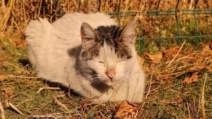 流浪猫在立冬的一个寒冷的夜晚后晒日光浴。
无家可归的猫在后院晒太阳。
弱小的猫。
街上的宠物，宠物。