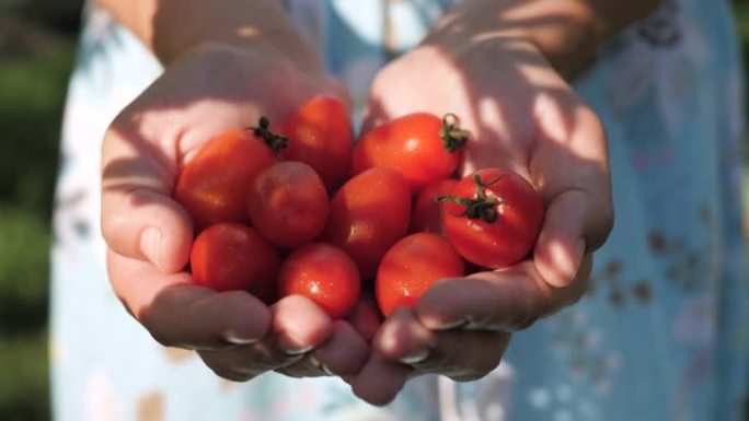 樱桃番茄。在阳光明媚的日子里，女性的手在棕榈树中握着几个新鲜美丽的樱桃番茄。特写