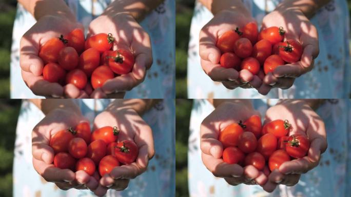 樱桃番茄。在阳光明媚的日子里，女性的手在棕榈树中握着几个新鲜美丽的樱桃番茄。特写