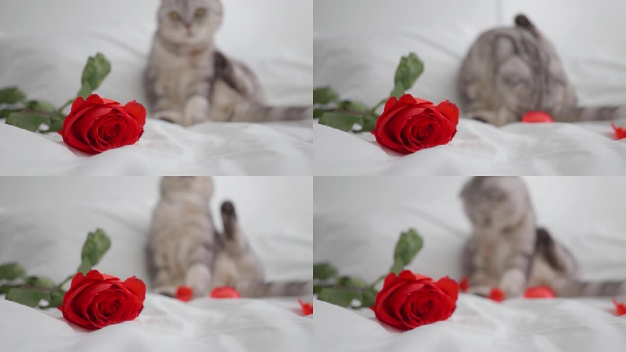 情人节猫纯种苏格兰折叠与一朵红玫瑰躺在床上。快乐