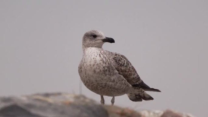 岩石上的黄腿鸥 (Larus michahelis)