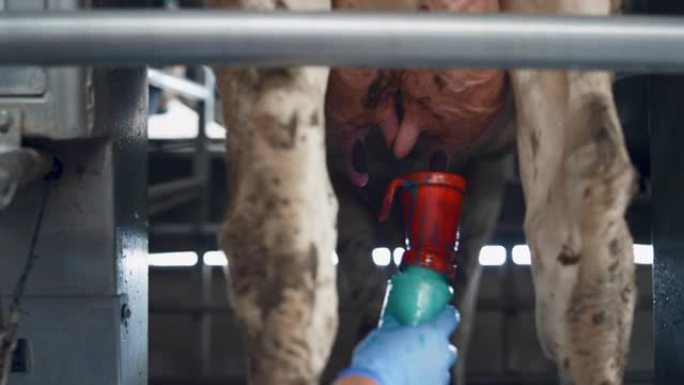 奶牛挤奶技术现代奶牛场特写。清理牛乳房的工人。