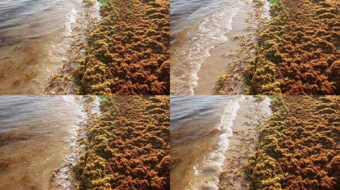 海滩上有很多海藻。