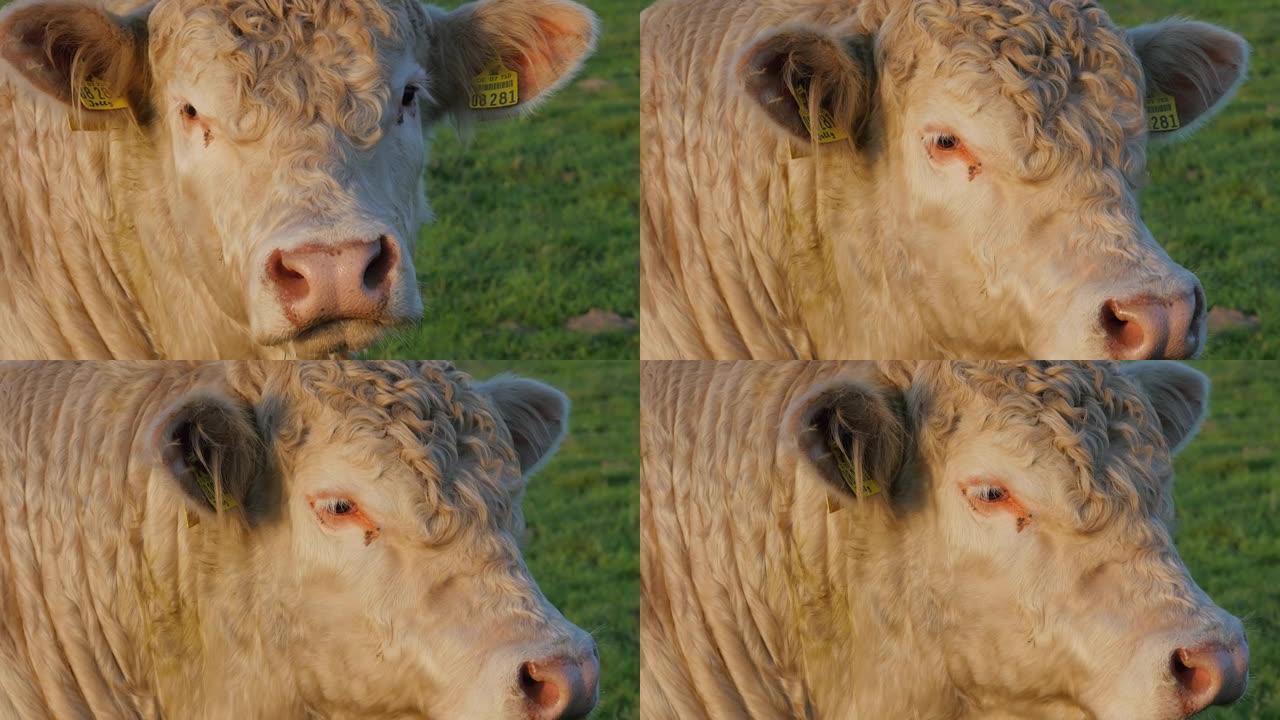 头发旋转的红牛。牛头。牛。奶牛场