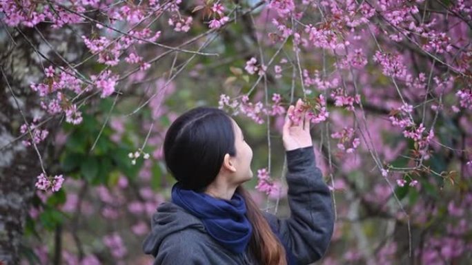 春天，美丽的亚洲女人站着看着花园里盛开的野生喜马拉雅樱桃