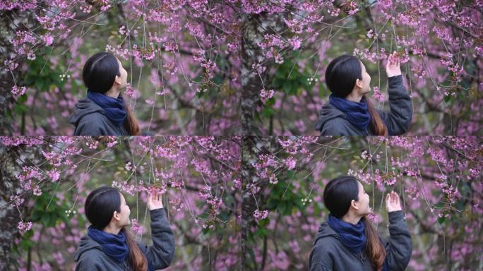 春天，美丽的亚洲女人站着看着花园里盛开的野生喜马拉雅樱桃