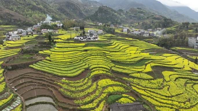 4k高清安康汉阴凤堰古梯田油菜花