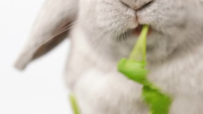 家养装饰兔兔吃青菜。背景浅的可爱的小兔子。