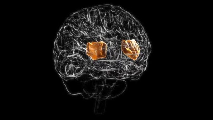 医学概念3D动画的脑岛解剖学