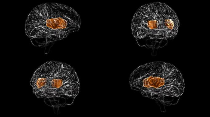 医学概念3D动画的脑岛解剖学