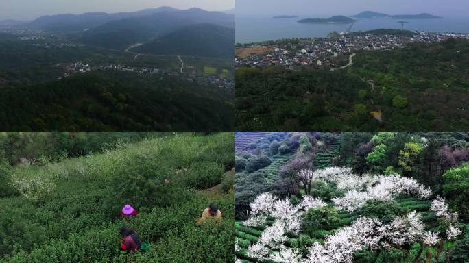 苏州市吴中区洞庭东山西山碧螺春茶叶4k