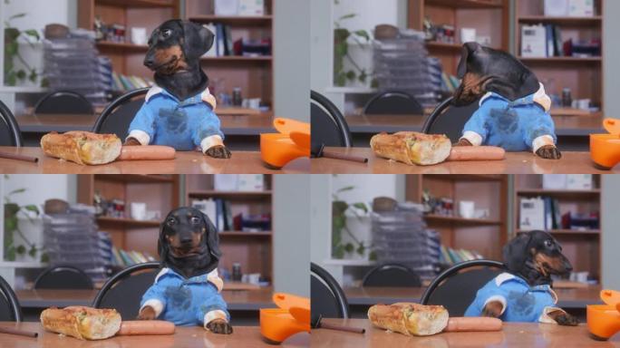 穿着服装的黑色和棕褐色腊肠犬推翻了饭盒，染成蓝色的西装，坐在教室的木桌旁