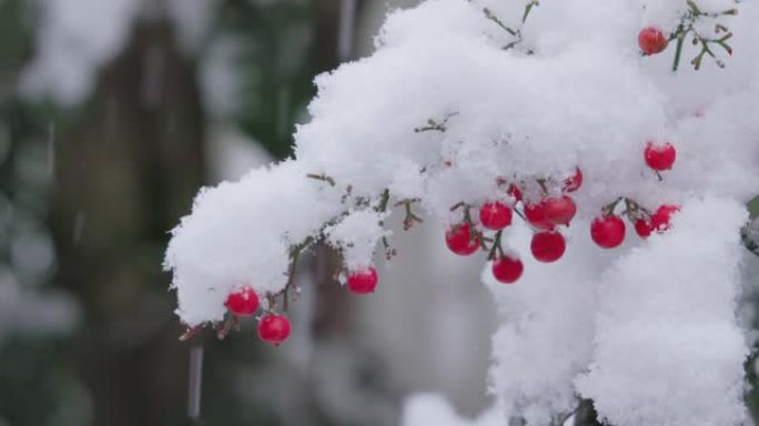 东京市南天连降大雪