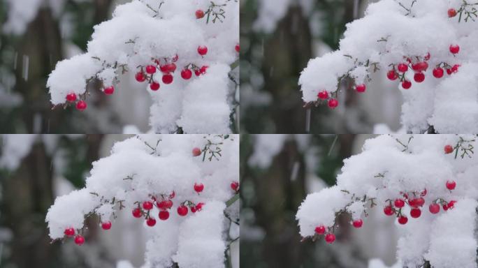 东京市南天连降大雪