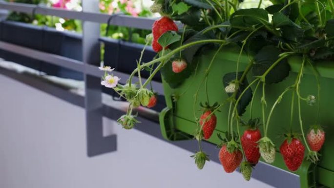 草莓灌木丛，成熟水果放在阳台上的锅里。有机在家种植