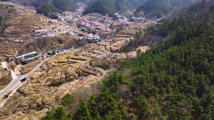 崂山村庄春天的樱桃花海