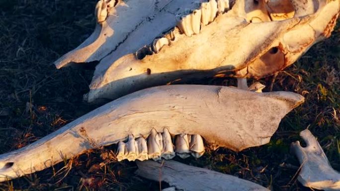 牛头的骨架，牛的头骨和牙齿，牛头，