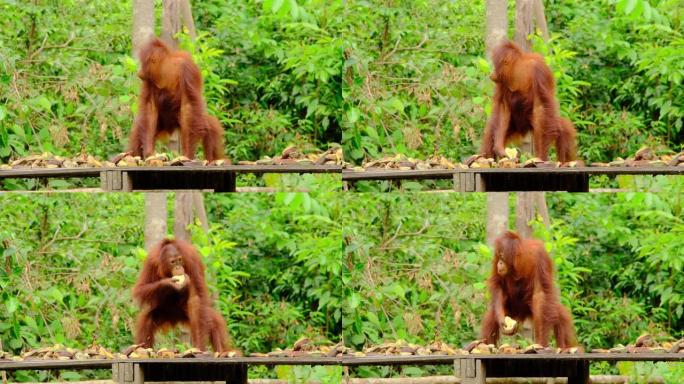 猩猩在婆罗洲的丹绒蒲亭吃饭