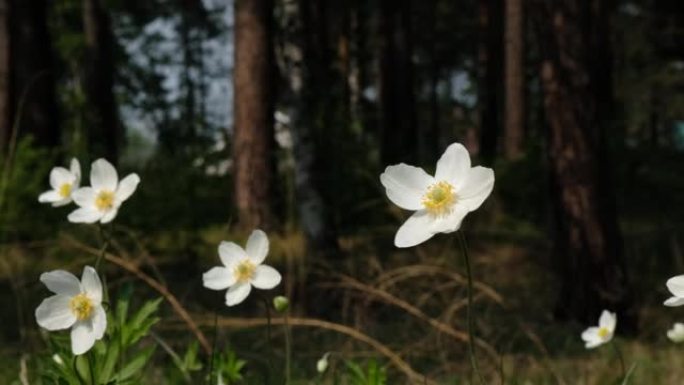 森林中银莲花的白色花朵，日落之光，仰望