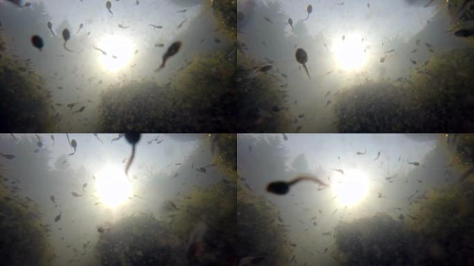 小鱼在水中珊瑚中游泳的低角度镜头