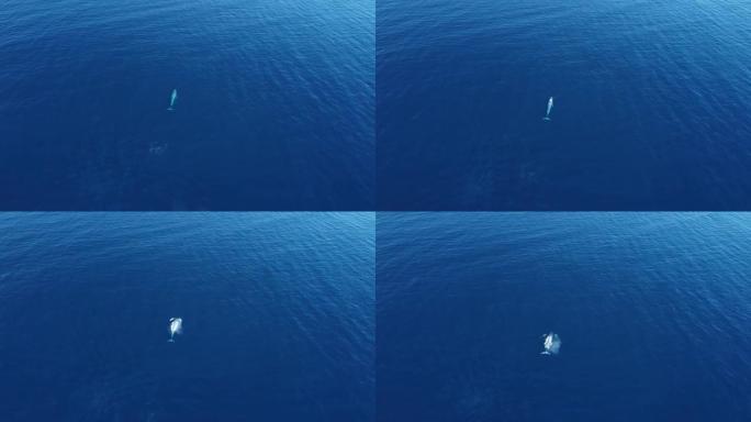 巨型蓝鲸浮出水面