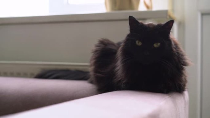 黑猫躺在散热器旁边的沙发上。懒惰的家养宠物在寒冷的冬日里休息