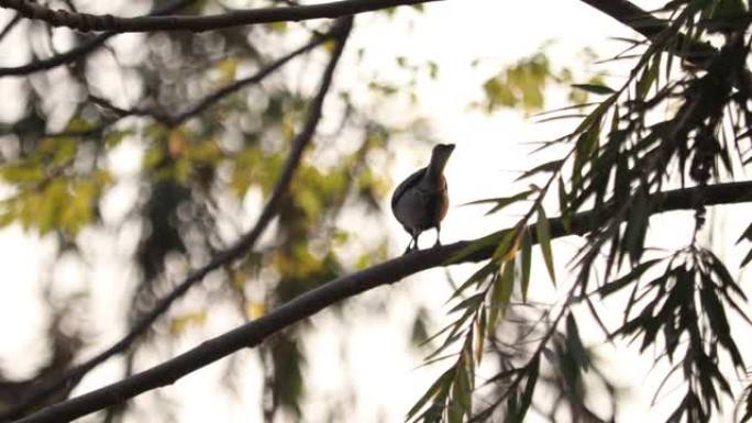 煤山雀鸟