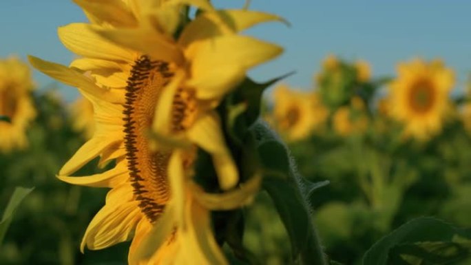 特写金葵花在乡村田野的阳光下盛开。