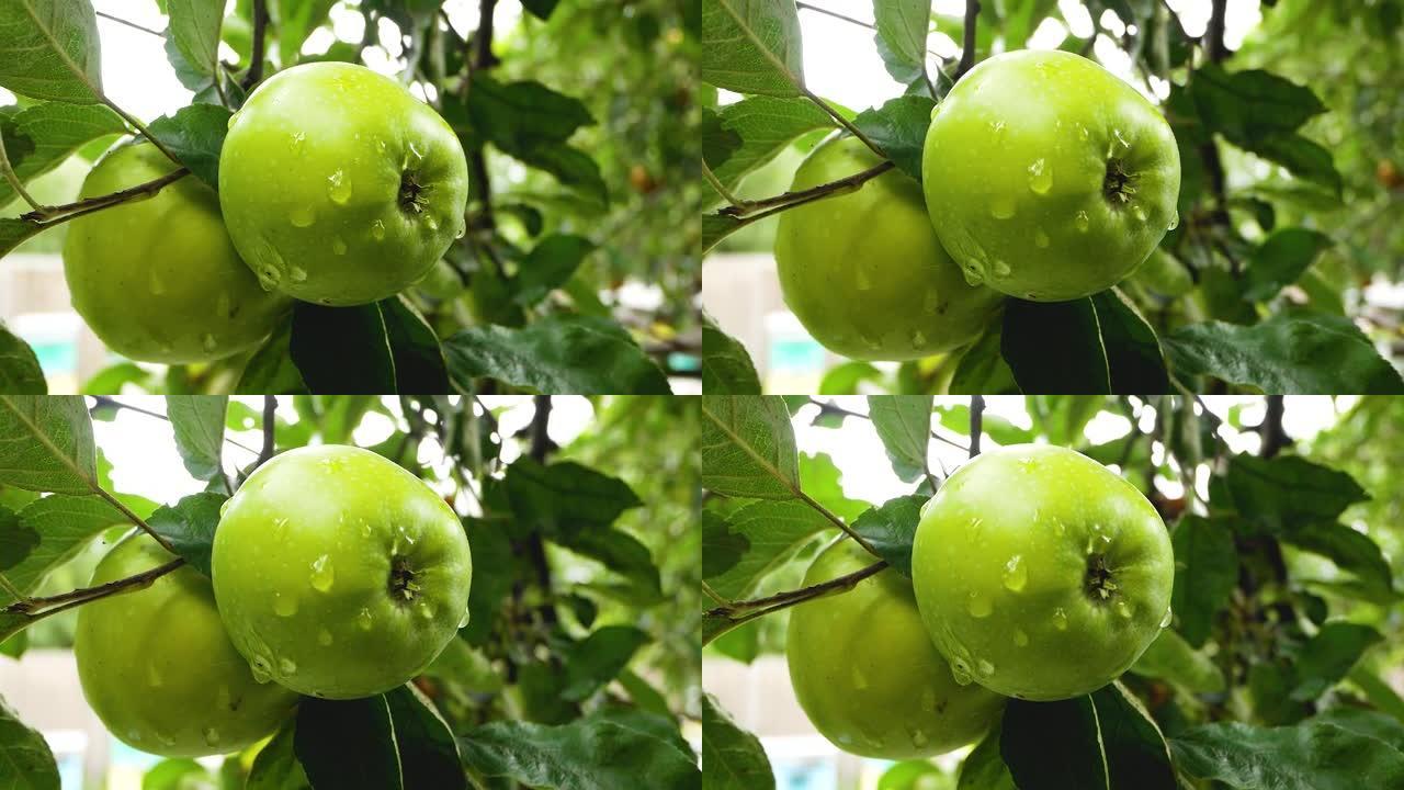成熟多汁的苹果，苹果树枝上有雨滴。收获苹果。水果种植