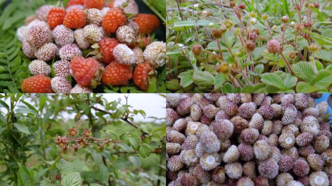 野生树莓与白草莓4K