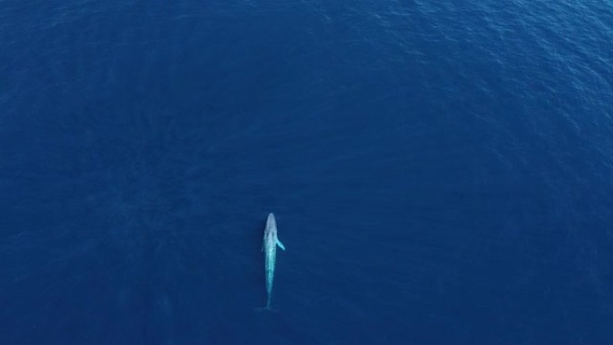 巨型蓝鲸在水面游弋