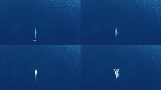 巨型蓝鲸在水面游弋