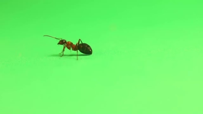 红色蚂蚁formica rufa走在绿色背景上。
这种昆虫也被称为红木蚁、南方木蚁或马蚁。
工人的颜