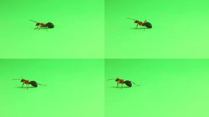 红色蚂蚁formica rufa走在绿色背景上。
这种昆虫也被称为红木蚁、南方木蚁或马蚁。
工人的颜
