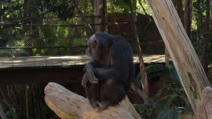 普通黑猩猩在树盘穴居人中打手势