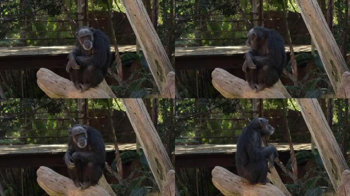 普通黑猩猩在树盘穴居人中打手势