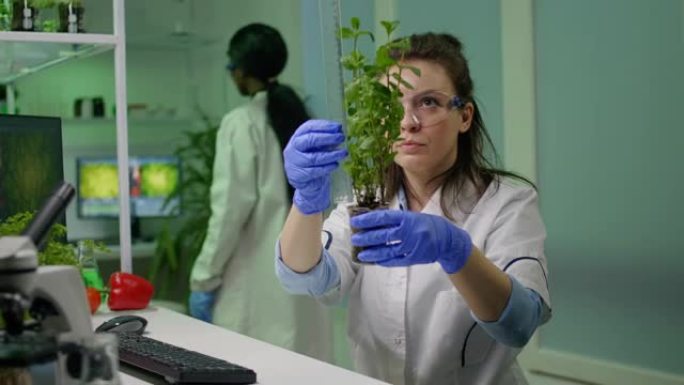 植物学家研究人员为植物学实验测量树苗