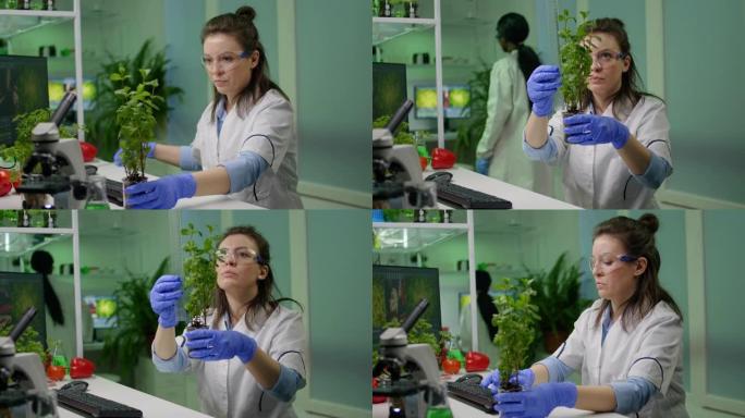 植物学家研究人员为植物学实验测量树苗